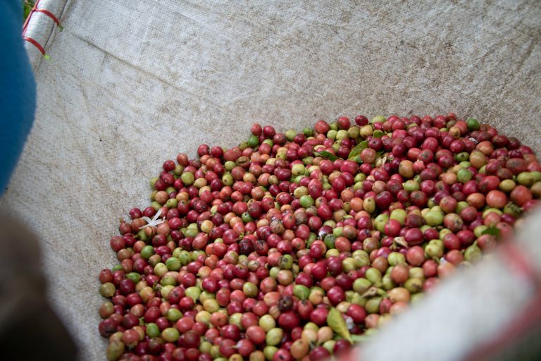  AI-Enhanced Coffee Cherry Sorting for Premium Quality