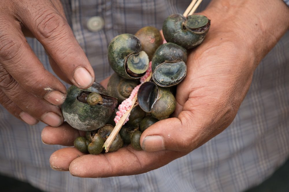 🇰🇪 Research, develop, and implement solution to the Golden Apple Snail which decimate rice seedlings, forming farmers to replant