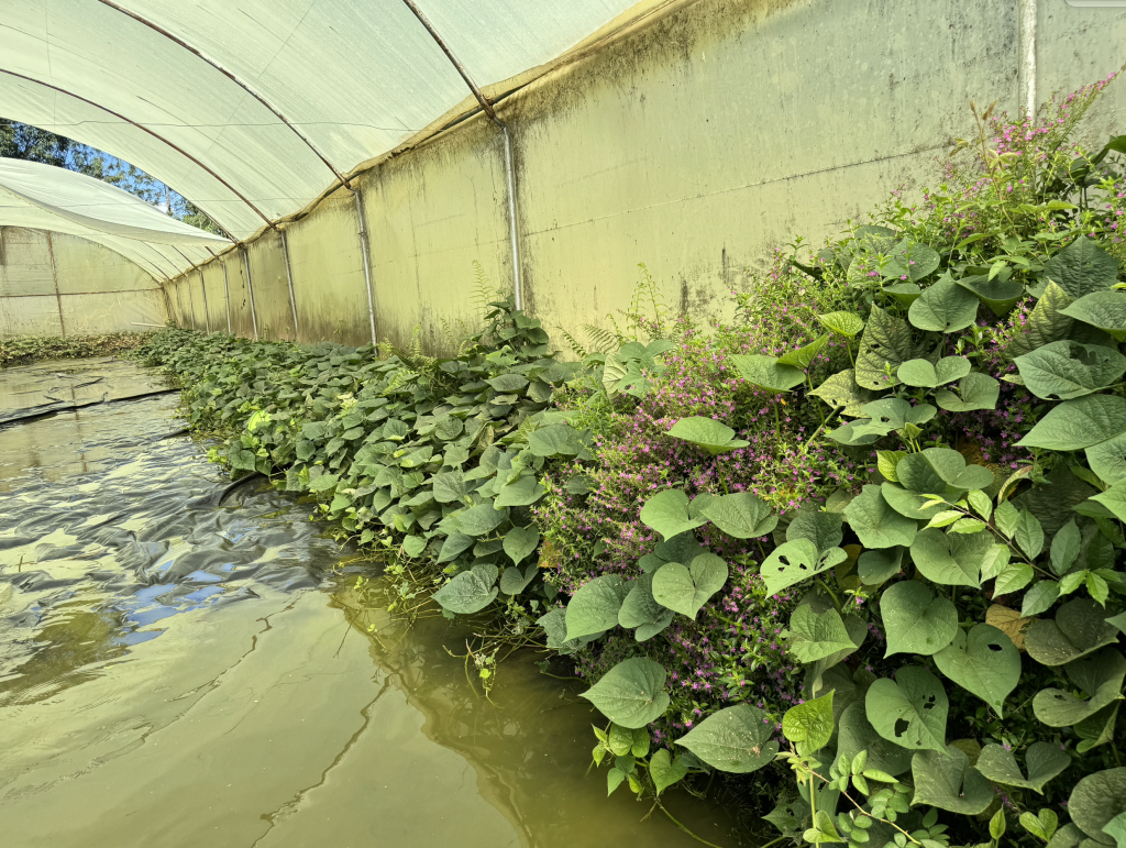 🇳🇦 🇿🇼 Establishment of aquaponics (integrated multitrophic aquaculture) as a sustainable food production system in desert/drought-prone environments 