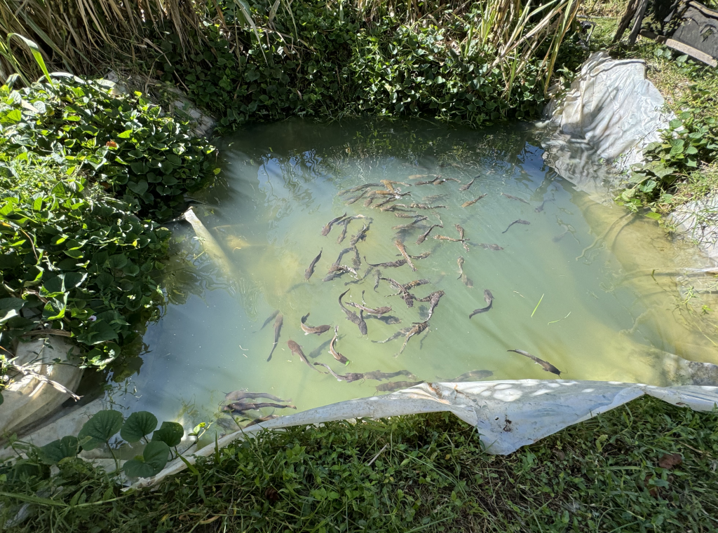 🇰🇪 Establishment of a hatchery for the African lungfish and other indigenous fish to enable its introduction in commercial aquaculture and repopulation