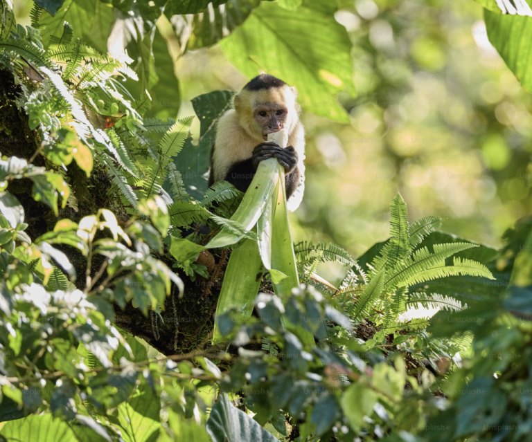 🇰🇪 Design and deploy devices to deter monkeys from invading farms bordering conservancies