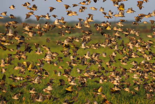 Quelea Quelea Bird Menace