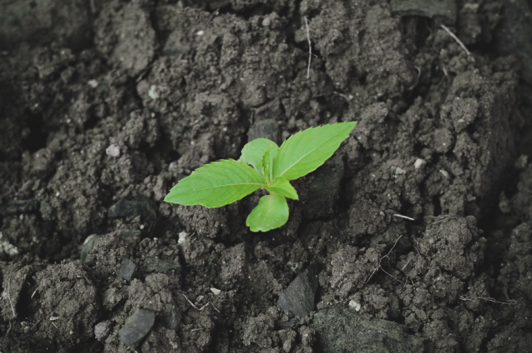 🇿🇼 Design + implement grass and tree seedling projects for zero-grazing/thatching and reforstration and decarbonization