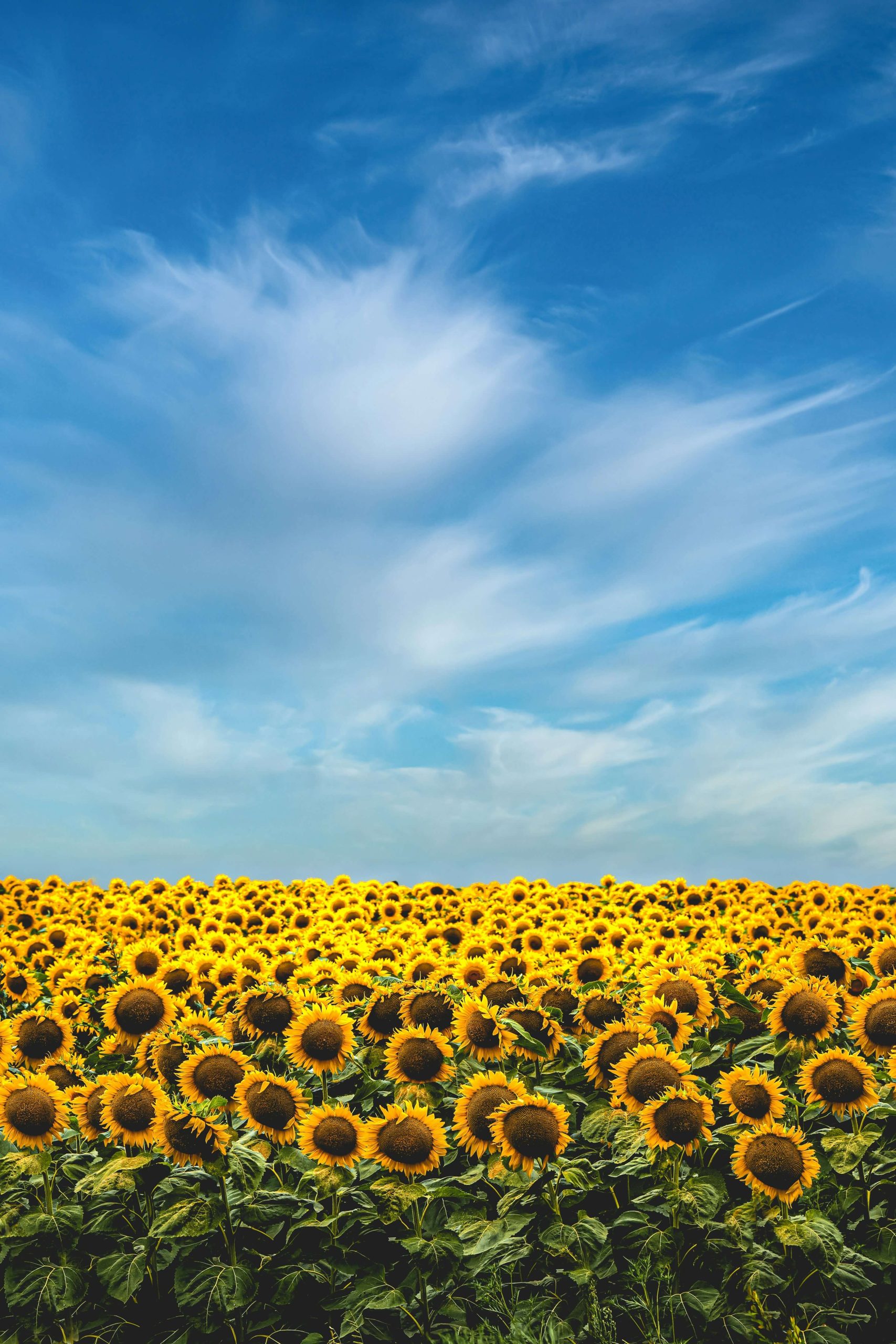 Design a business model for and launch cooking oil venture, targeting locally produced ground nuts and sunflower