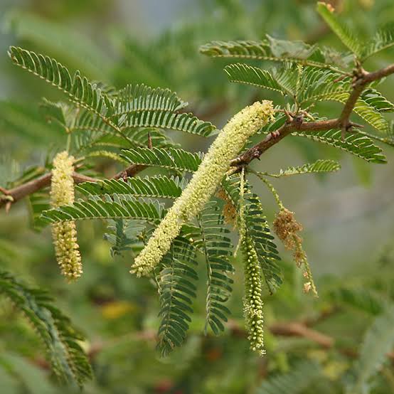 Prosopis Juliaflora in Garissa and Tana River Counties